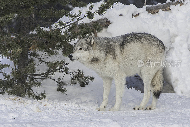 灰狼或灰狼(Canis lupus)是一种原产于北美荒野和偏远地区的犬科动物。